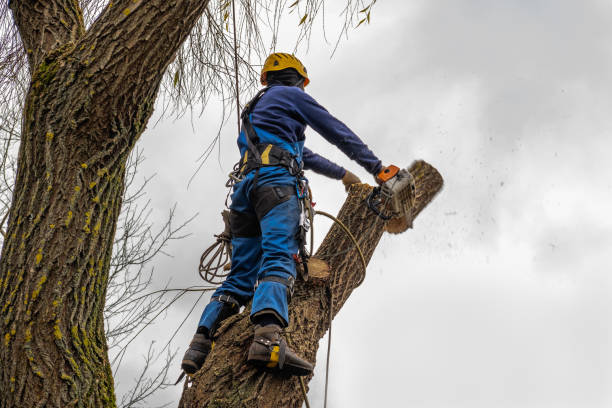 Tree Branch Trimming in Bedford, VA